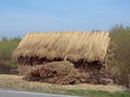 Riet.jpg