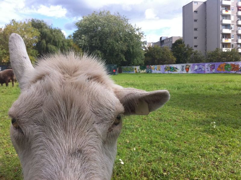 Bestand:Geit in berlijn.jpg