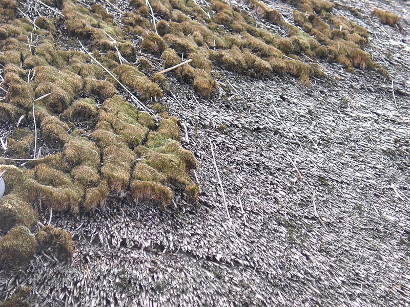 Bestand:Mos op het rieten dak.JPG